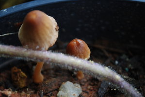 DSC_0005.JPG DSC_0005.JPG
