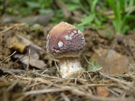 S6308980.JPG