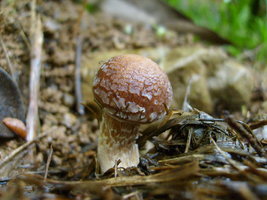 S6308993.JPG
