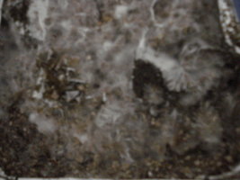 DSC03352.JPG