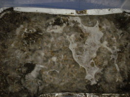 DSC03346.JPG