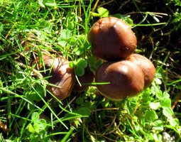 128090d1242635005-psilocybe-baeocystis-some-morels-psilocybe_baeocystis.jpg