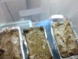 Snapshot_20101002.jpg