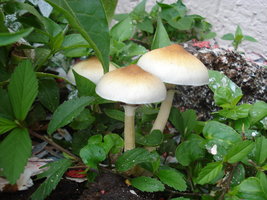 DSC05687.JPG