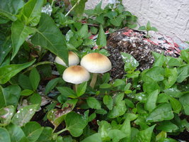 DSC05686.JPG