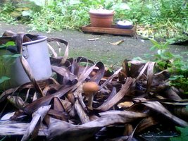 Snapshot_20101018.jpg