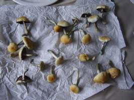 P9300405.JPG