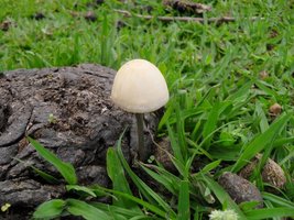 SDC13544 (2).jpg