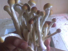 Imag017.jpg
