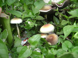 DSC04069.JPG