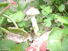 DSC04062.JPG