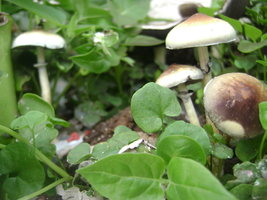 DSC04070.JPG