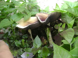 DSC04055.JPG