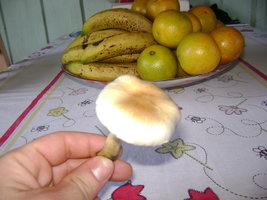 Imagem 087.jpg