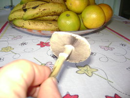 Imagem 088.jpg