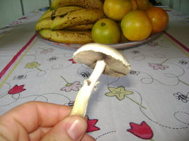 Imagem 086.jpg