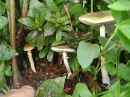 DSC04093.JPG