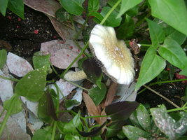 DSC04091.JPG
