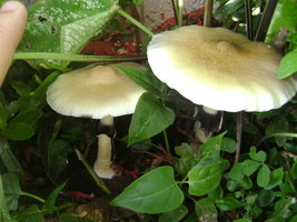 DSC04096.JPG