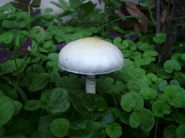 DSC04100.JPG