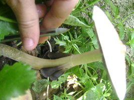 DSC04107.JPG