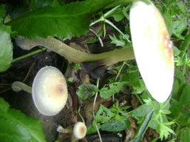 DSC04105.JPG