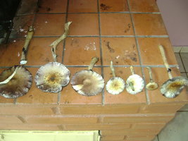 DSC04119.JPG