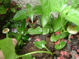 DSC04123.JPG