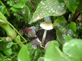 DSC04131.JPG