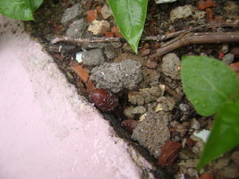 DSC04132.JPG