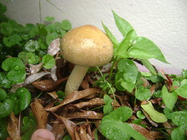 DSC04137.JPG