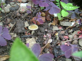 DSC04135.JPG
