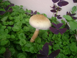 DSC04139.JPG