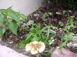 DSC04143.JPG