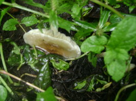 DSC04147.JPG