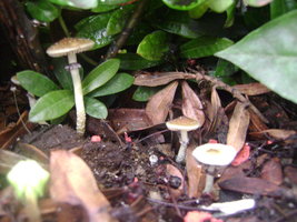 DSC04155.JPG