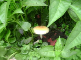 DSC04153.JPG