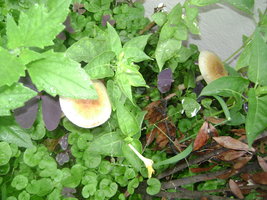 DSC04151.JPG