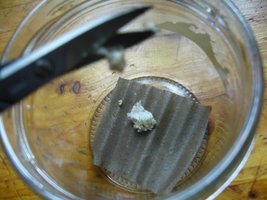 inoculacao em papelao.JPG