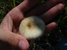 DSC00668.JPG