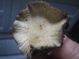 Ultimas fotos 038.jpg