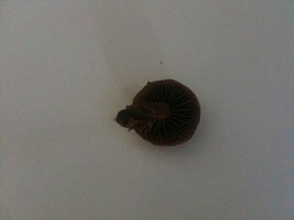 IMG_0181.jpg