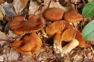 cortinarius_orellanus.jpg