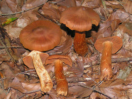 Cortinarius_rubellus_01.jpg