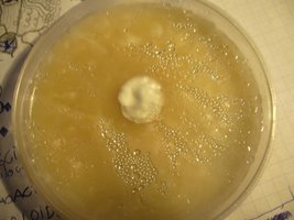 petri 3 b+.JPG