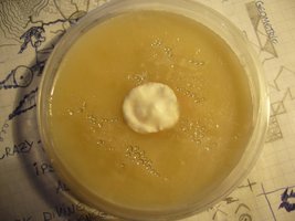 petri 1 b+.JPG