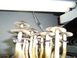 DSC01568.JPG