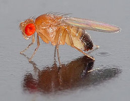 300px-Drosophila_melanogaster_-_side_(aka).jpg
