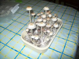 Cópia de 100_5515.JPG