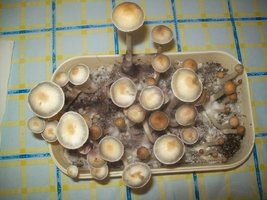 100_5518.JPG